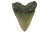 Serrated, Fossil Megalodon Tooth - North Carolina #338593-2